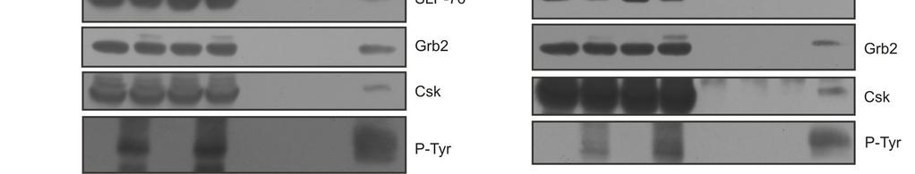Co-immunoprecipitated proteins were visualized with specific antibodies.