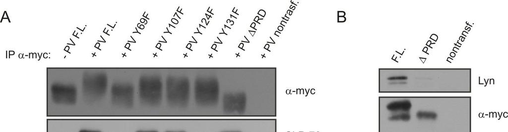 Proline rich domain (PRD) of Nvl is also highly conserved. We observed, when milder detergent (1% Brij 98) was used, that through this motif Nvl associate with SH3 domain of Src family kinase Lyn.