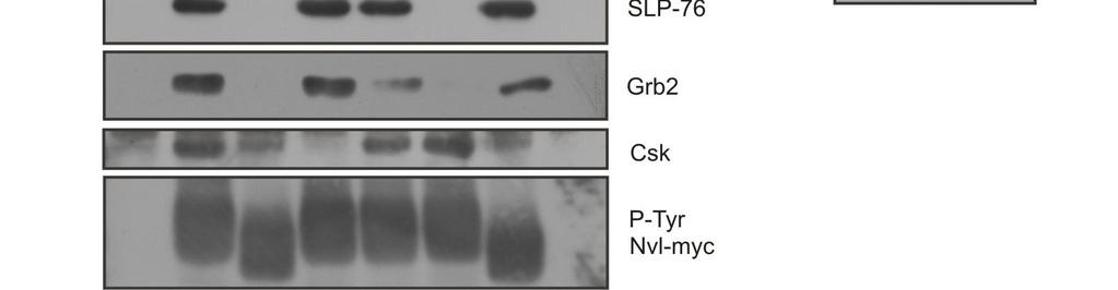 We conclude that Nvl constitutively associates with SFK Lyn, and after phosphorylation Nvl binds Csk, and co-operatively Grb2 and SLP-76.