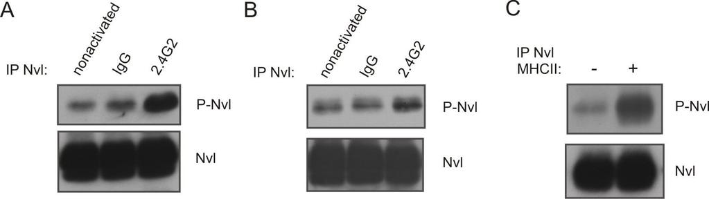 4.9 Activation of Nvl via MHCII and FcR Nvl was strongly phosphorylated after PV treatment.