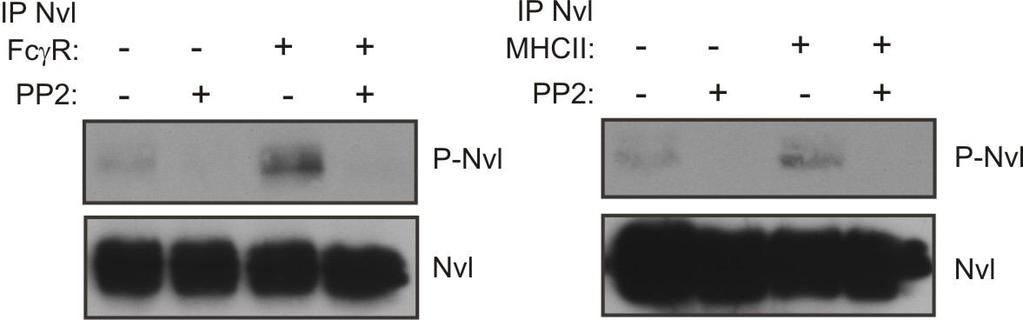 Nvl phosphorylation after these activations is dependent on Src-family kinses, because pretreatment of the cells with SFK inhibitor PP2 abrogated increase in phosphorylation of Nvl, moreover it even