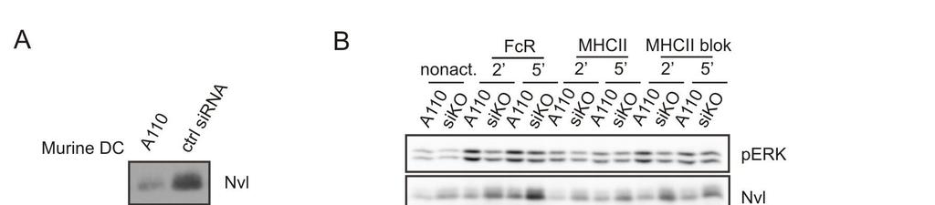 Fig. 19 Effects of reduced expression of Nvl on ERK phosphorylation after stimulation of FcR and MHCII in DCs. A.