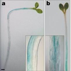 Experiment 2: V první části jsme studovali vstup auxinů do buňky na úrovni jednotlivé buňky, cílem druhého experimentu bylo testovat funkci výstupu auxinů z buňky.