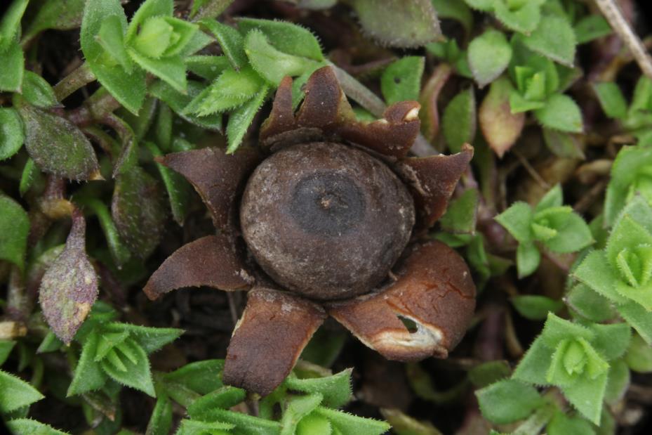 Hvězdovka uherská Geastrum hungaricum.