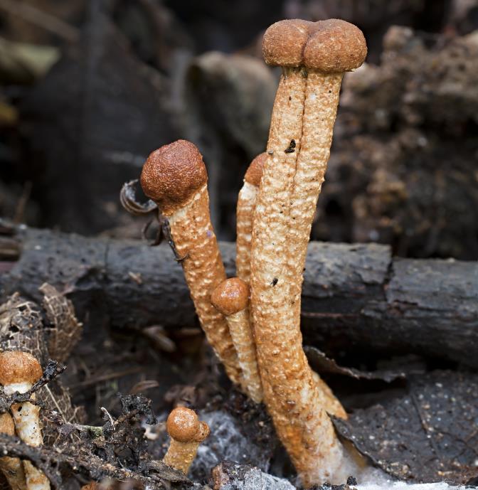 Hypomyces porphyreus. Kadaň, Mikulovický vrch, 13. 9. 2013 foto L.
