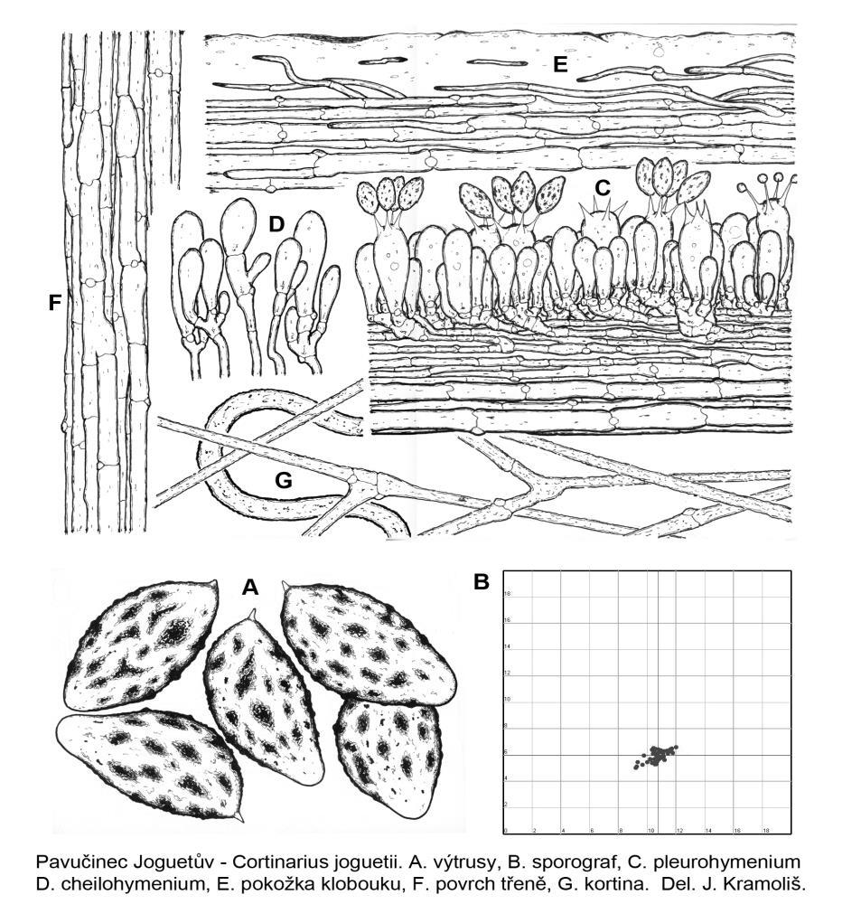 Pavučinec sladkovonný Cortinarius joguetii. A. výtrusy, B. sporograf. C. pleuro-hymenium, D. cheilohymenium, E. pokožka klobouku, F. povrch třeně, G. kortina. Del. Jan Kramoliš.