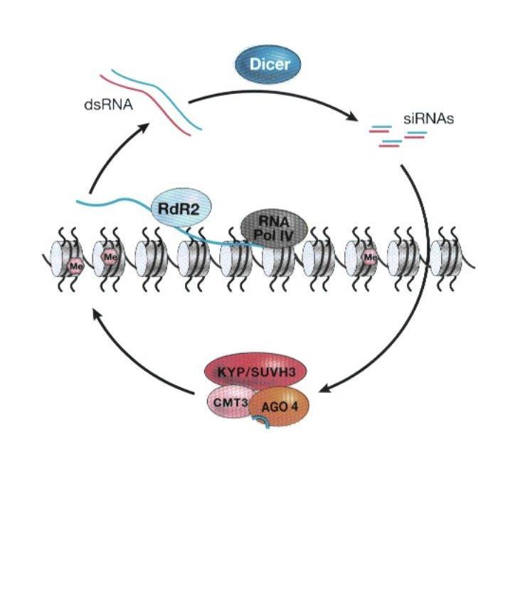 RNA dependentní RNA polymeráza RNA pol IV metylovaná DNA proteinový komplex vedoucí k metylaci histonu H3 Model úlohy RNA polymerázy IV v RNAi procesu a histon H3