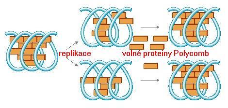 Proteiny epigenetické buněčné paměti [ Cellular