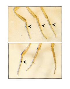 Polycomb group anterior posterior represory