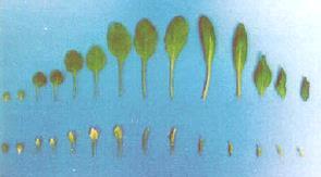 transkripčních faktorů Arabidopsis CURLY LEAF versus AGAMOUS Justin