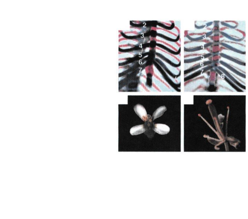 WT m anteriorní transformace osmého hrudního obratle v žebro mutantu Ring1A-/- u myši WT m mutant clf-2 u Arabidopsis má absenci korunních