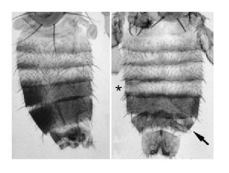 Trithorax group aktivátory