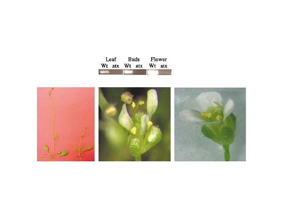 ATX-1, homolog genu Trithorax drosofily, aktivuje květní homeotické geny (typu MADS) wt atx atx-mutant