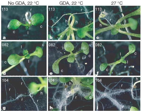 Fenotypová variabilita specifická pro rekombinantní inbrední linie Queitsch et al (2002) Nature 417:618 - extrémní kroucení hypokotylu, kořeny rostou do vzduchu - zkroucené