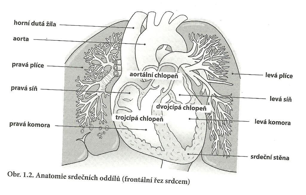 Obrázek č. 1: Srdce s věnčitými tepnami:(převzato z knihy Fiala P., Valenta J., Eberlová L., 2008 str.35) 1 oblouk aorty, 2 a.carotis communis sinistra, 3 a.