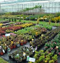 Sorbus, Catalpa, Corylus), keře (Weigela, Berberis, Buxus, Cotinus), jehličnaté stromy (Pinus,