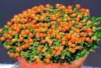 Abies, Buxus, Cornus, Hydrangea, Juniperus, Chamaecyparis, Ilex, Magnolia, Physocarpus, Picea, Pinus,