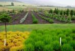 Chamaecyparis, Ginkgo, Larix, Picea, Pinus, Pseudotsuga, Tsuga), Pseudolarix-semenáče, řízkované jehličiny,