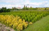 Weigelia, Tamarix, aj., vřesovištní Calluna, Erica, Andromeda, aj.