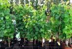Ligustrum atd.