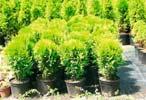 Acer, Aesculus, Azalea, Berberis, Betula, Buxus, Calluna, Campsis, Caragana, Carpinus, Catalpa, Celastrus,