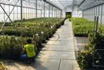 včetně 2 000m 2 foliových tunelů přes 100 soret rodu Clematis přes 15