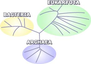 Eukaryota vznikla z archeí kmene
