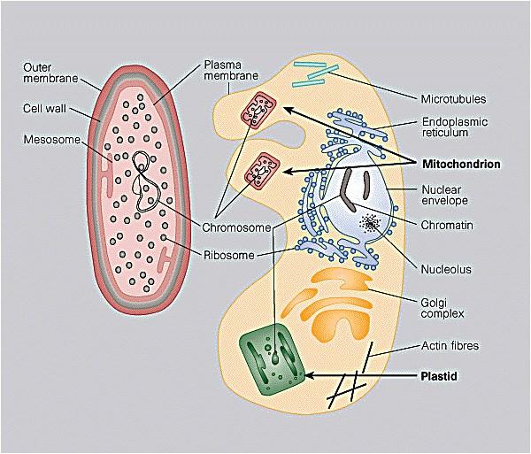 daly vznik mitochondrii.
