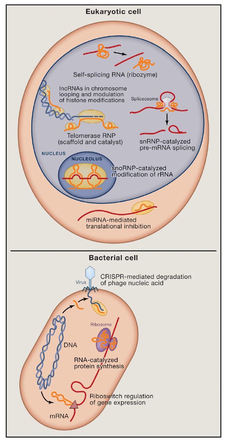 RNA geny oblasti genomu, ze kterých je přepisována funkční nekódující (nc) RNA.