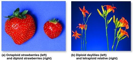 Polyploidizace U rostlin častější než u živočichů (60 70% krytosemenných rostlin jsou polyploidi; u živočichů zejména u obojživelníků a u ryb). Polyploidi často problém s meiózou.