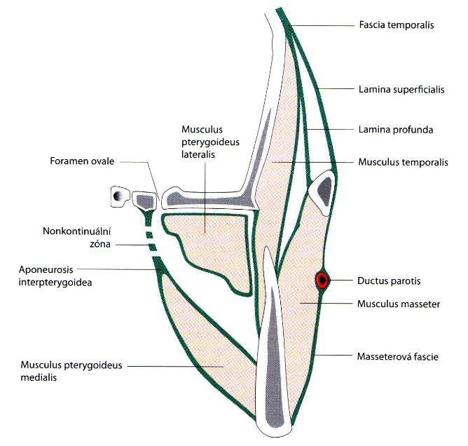 Hlava Povrchová fascie: galea aponeurotica fascia temporalis superficialis SMAS ( superficial musculoaponeurotic system ) Hluboká fascie: okostice lebeční klenby
