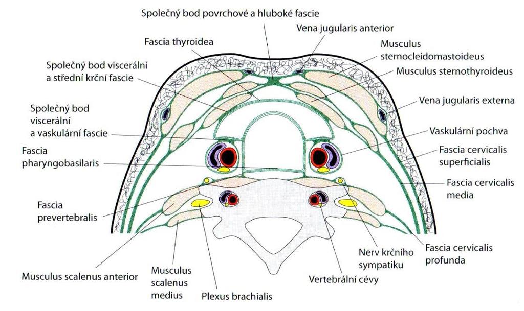 Hluboká fascie krku 3-vrstevná, obalující