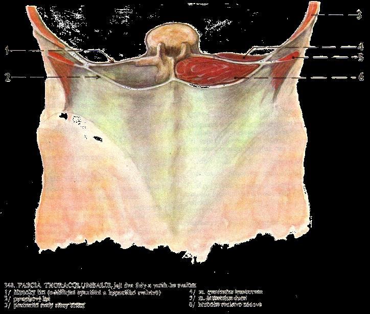 Fascia thoracolumbalis 2-vrstevný