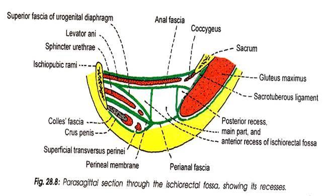 Fossa ischioanalis http://www.