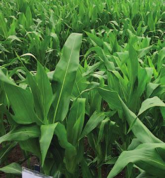 Proaktivní technologie agrotip Vydavatel: BASF spol. s r. o.
