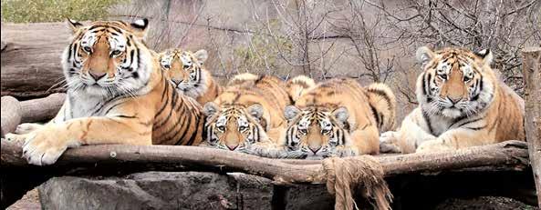 SUMMARY Although we did not build or open any new exhibits or added many new species of animals in 2018 in comparison with previous years, the year was significant, especially in the number of reared