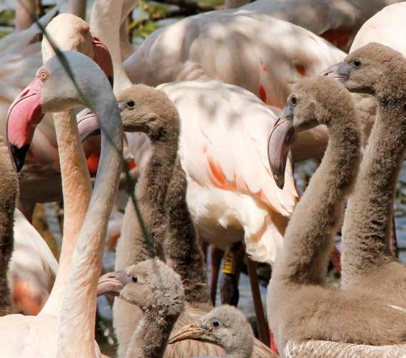 Краткий обзор разведения розового фламинго (Phoenicopterus ruber roseus) за последние 15 лет С 2001 года в нашем зоопарке в Глубока-над-Влтавой мы занимаемся разведением розовых фламинго