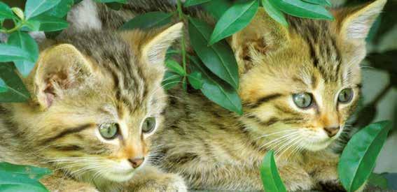 Název Species Stav k 1.1.2018 Status Příchod Arrival Odchovy mláďat Births Odchod Departure Jiné úbytky Other decrease Úhyn Death Stav k 31.12.2018 Status morče uruguayské 10.8.1 0.1 1.9.17 0.7.9 7.1.1 2.
