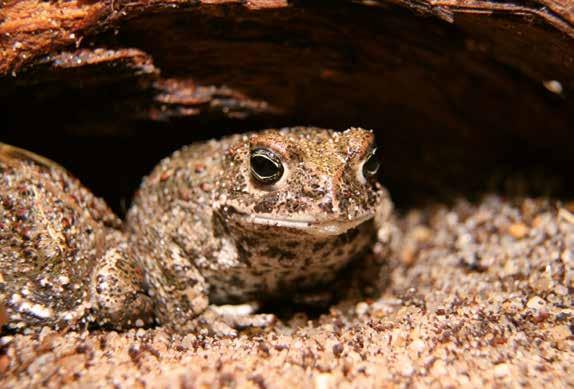 Obojživelníci - Amphibia - Amphibian/ k 31.12.2018: 7 druhů - species / 75 jedinců - specimens Název Species Stav k 1.1.2018 Status Příchod Arrival Odchovy mláďat Births Odchod Departure Jiné úbytky Other decrease Úhyn Death Stav k 31.