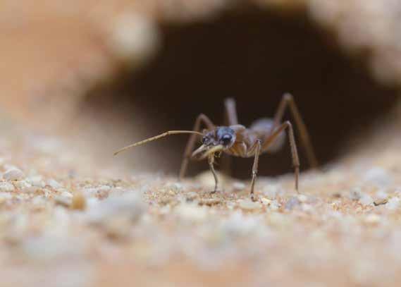 Název Species Stav k 1.1.2018 Status Příchod Arrival Odchovy mláďat Births Jiné úbytky Odchod Other Departure decrease Úhyn Death Stav k 31.12.