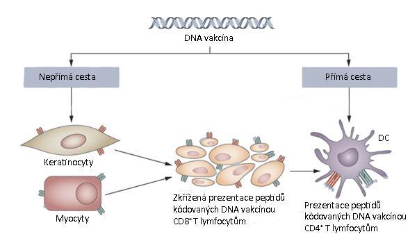 Teoretická část 1.2.3.5 DNA vakcíny DNA-PAP a DNA-PSA Výhodou DNA vakcín je jejich bezpečnost a snadná výroba, kterou lze zaměřit na jakýkoliv vybraný antigen (obr.