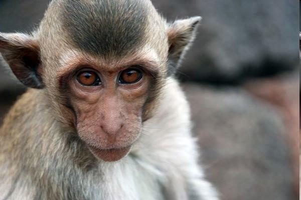 Makakové jávští učí své mladé, jak si mají čistit zuby, a to velmi výmluvným způsobem. Podle japonských vědců to může dokazovat schopnost primátů naučit své potomky používat nástroje.