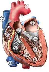 této srdeční nitroblány vytváří vazivovité vlákna z kolagenního vaziva, zvané chlopně. Ty jsou zavedeny do srdečního skeletu, který od sebe odděluje svalovinu komor a síní. [2],[4] Na obrázku 2.