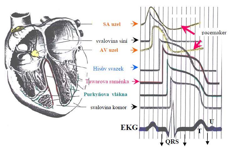 2.3 Převodní systém Rytmické kontrakce srdce jsou způsobovány převodním srdečním systémem, který je tvořen souborem modifikovaných speciálních buněčných struktur.