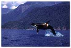 Killer whales 1: