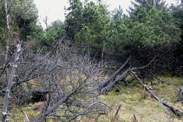 RŮŽIČKA, V. & HAJER, J. 2003: Pavouci (Araneae) mokřadů u Krásného Lesa (Krušné hory) [Spiders (Araneae) of wetlands near Krásný Les (Krušné Hory Mts.)].