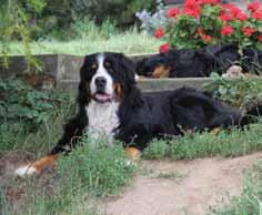 vzpomínáme Vet.Ch. Allerta Amber Bohemia 6. 8. 2007-18. 7. 2018 Za Duhový most odešla vždy upravená, elegantní, spolehlivá a zodpovědná - naše milovaná Týnuška.