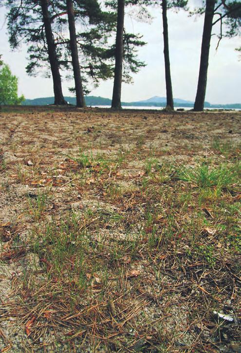 Pionýrská vegetace písčin a mělkých půd (Koelerio-Corynephoretea) způsobu novověkého využívaní krajiny tato vegetace rostla např.