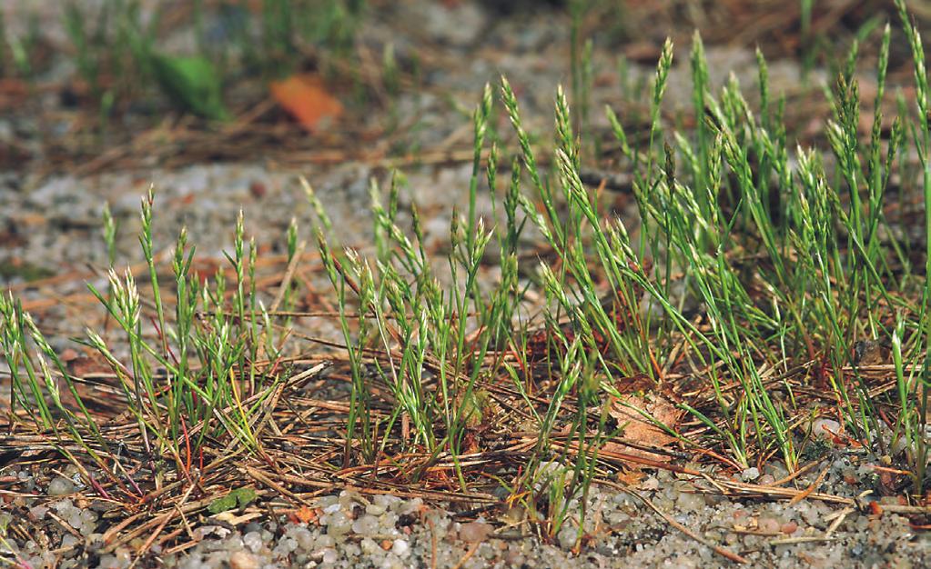 Thero-Airion tis capillaris a Festuca rubra agg. Porosty jsou velmi nízké (10 25 cm) a většinou i řídké, přestože na 100 cm 2 může růst až 200 jedinců druhu Aira praecox.