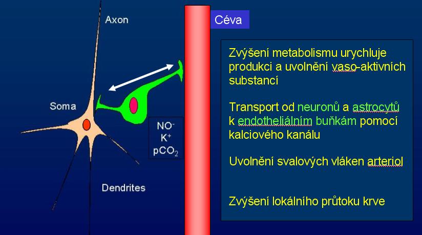 Obr. 1 ukazuje schéma neuro-vaskulární vazby: při zvýšení neuronální aktivity dojde tímto mechanismem k lokálnímu zvýšení krevního průtoku, objemu a změně koncentrace oxyhemoglobinu.